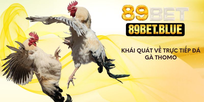 Khái quát về trực tiếp đá gà Thomo